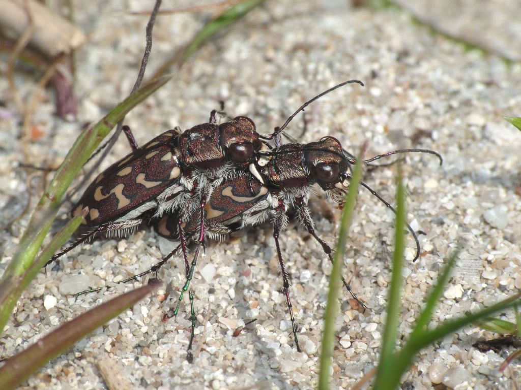 Calomera littoralis nemoralis: accoppiamento