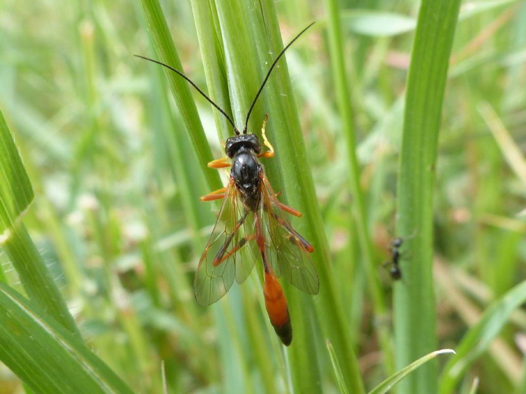 Ichneumonidae Anomaloninae: cfr Heteropelma sp.