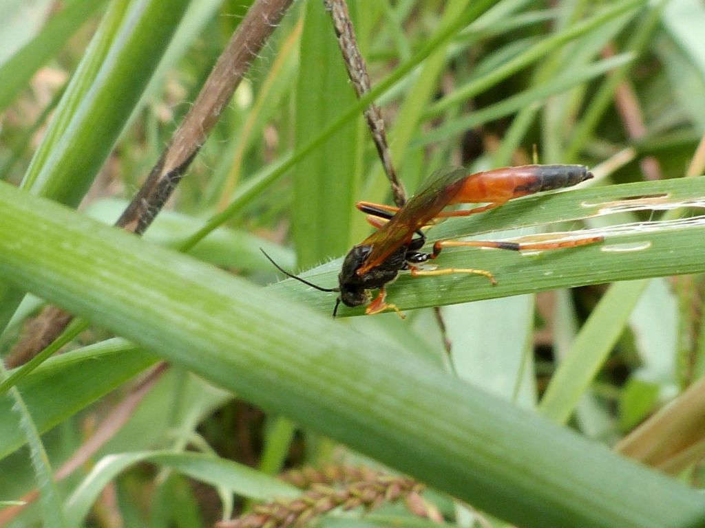 Ichneumonidae Anomaloninae: cfr Heteropelma sp.