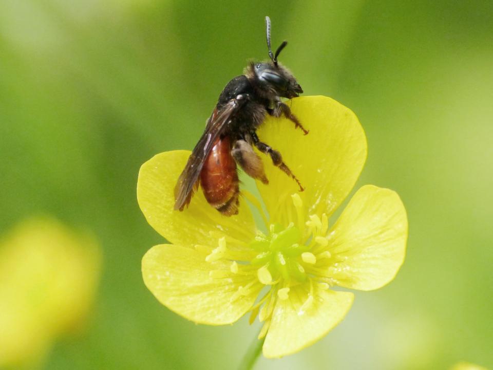 Andrena sp....  Andrena sardoa, femmina