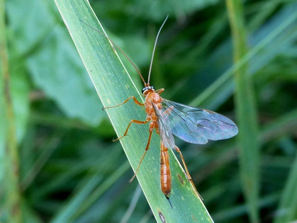 Ichneumonidae Anomaloninae: cfr Heteropelma sp.