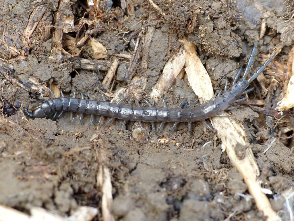 Scolopendra cingulata siciliana