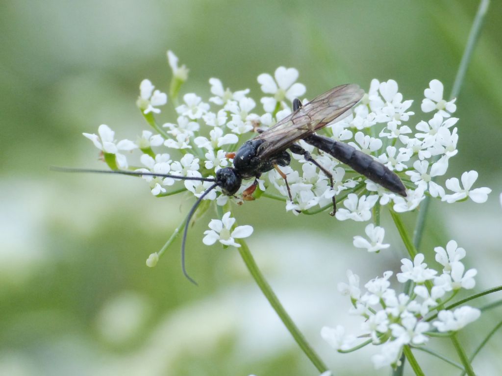 Due Ichneumonidae simili: Alomya sp.