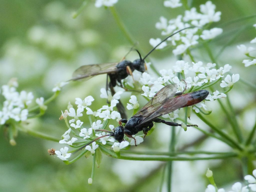 Due Ichneumonidae simili: Alomya sp.