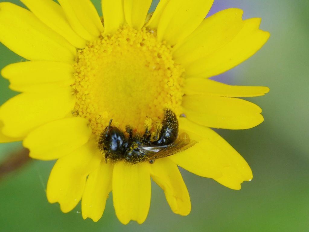 Apina dalla testa grossa: Maschio di Panurgus sp. (Apidae Andreninae)