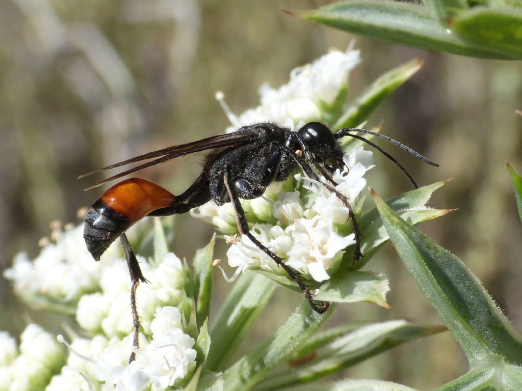 Quale Sphex? No. femmina di Palmodes occitanicus