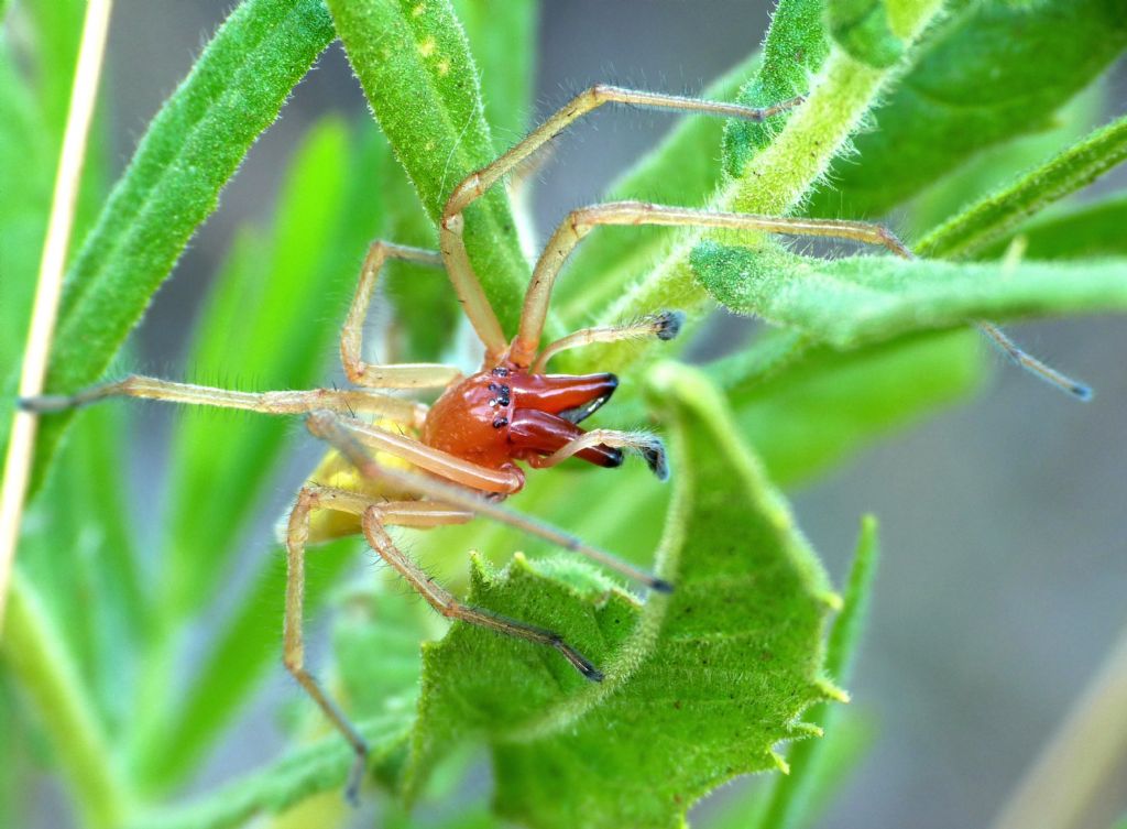 Carrellata di Cheiracanthium punctorium