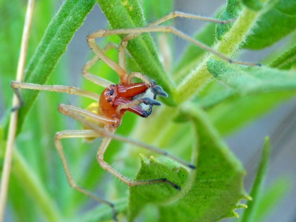 Carrellata di Cheiracanthium punctorium