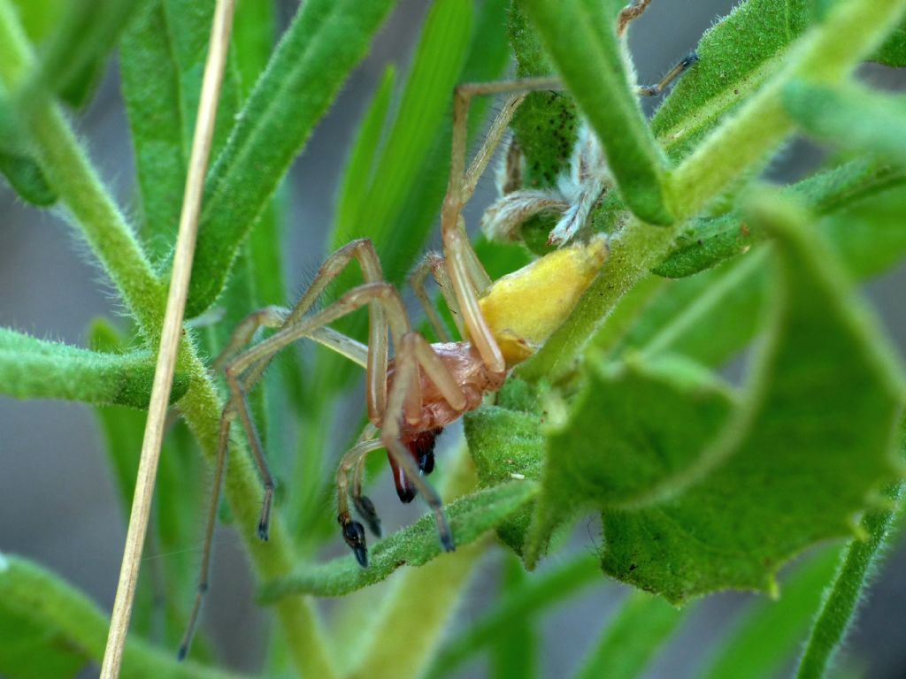 Carrellata di Cheiracanthium punctorium