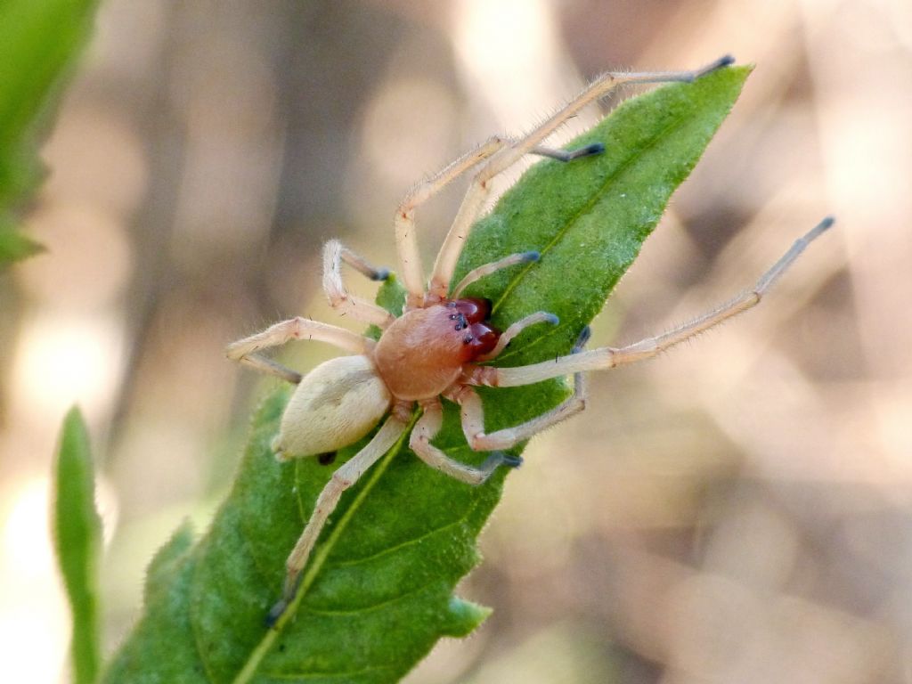 Carrellata di Cheiracanthium punctorium