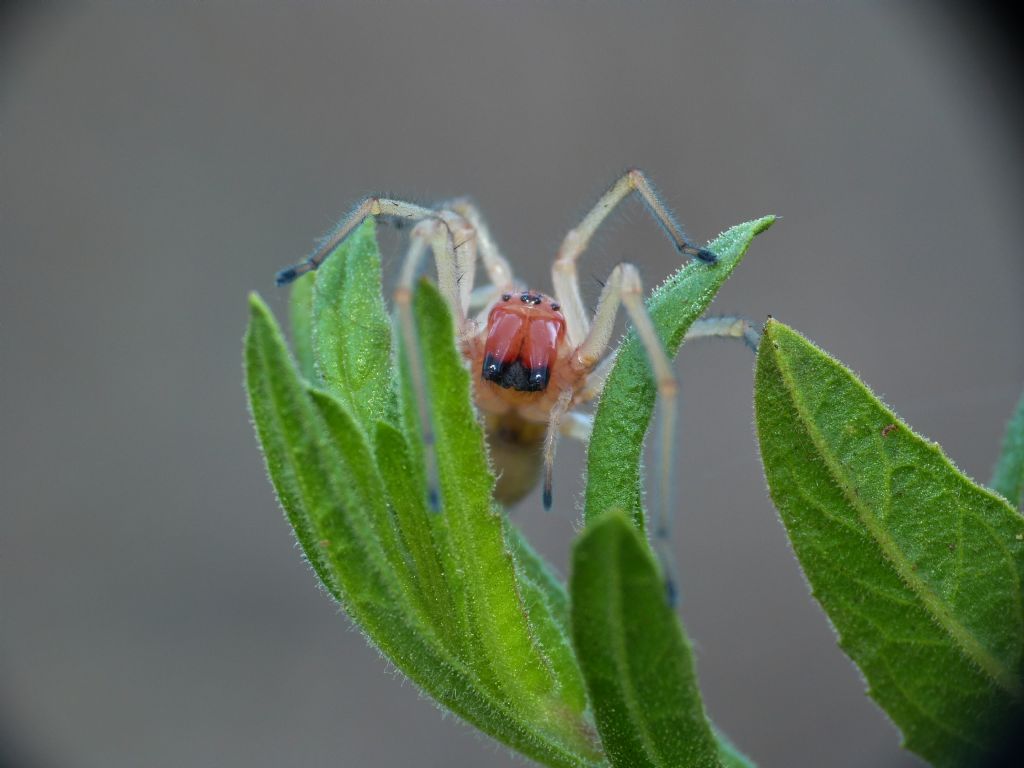 Carrellata di Cheiracanthium punctorium