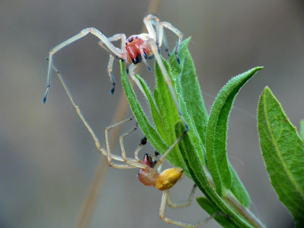 Carrellata di Cheiracanthium punctorium