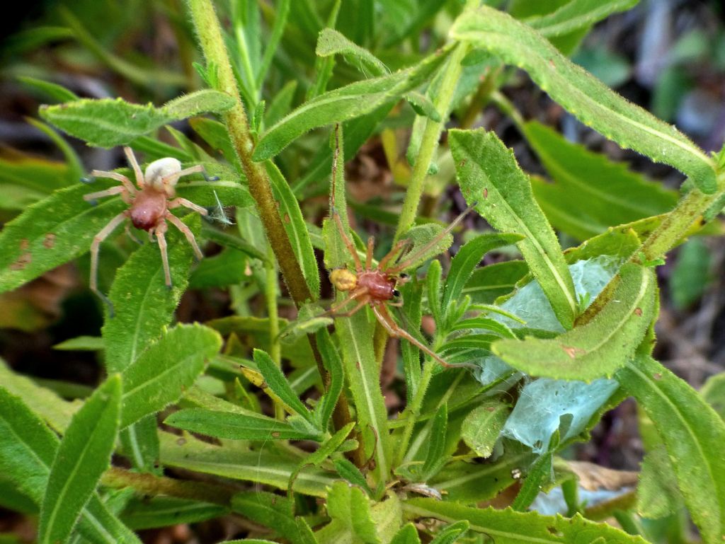 Carrellata di Cheiracanthium punctorium