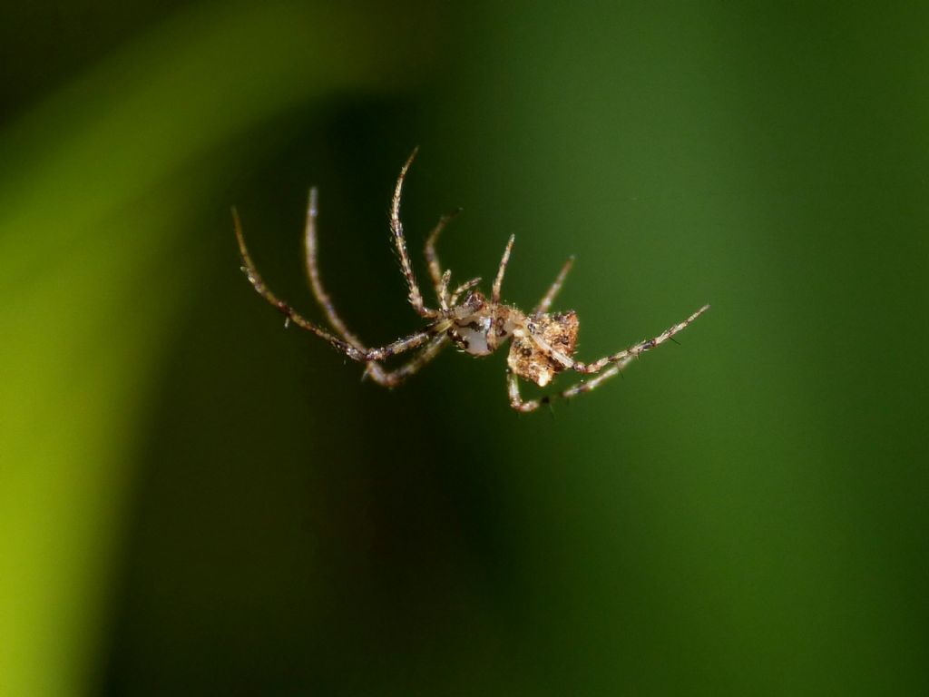 Ero aphana, minuscolo predatore di altri ragni