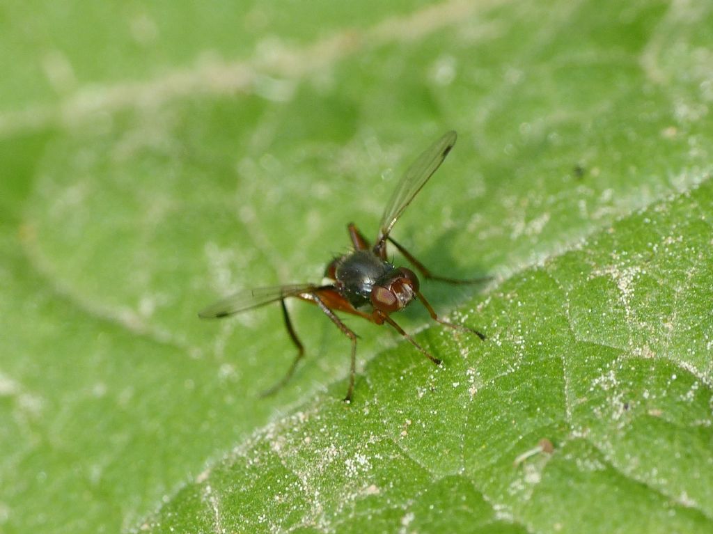 Piccolissimo,  sulle ali di una farfalla:  Sepsidae da id.