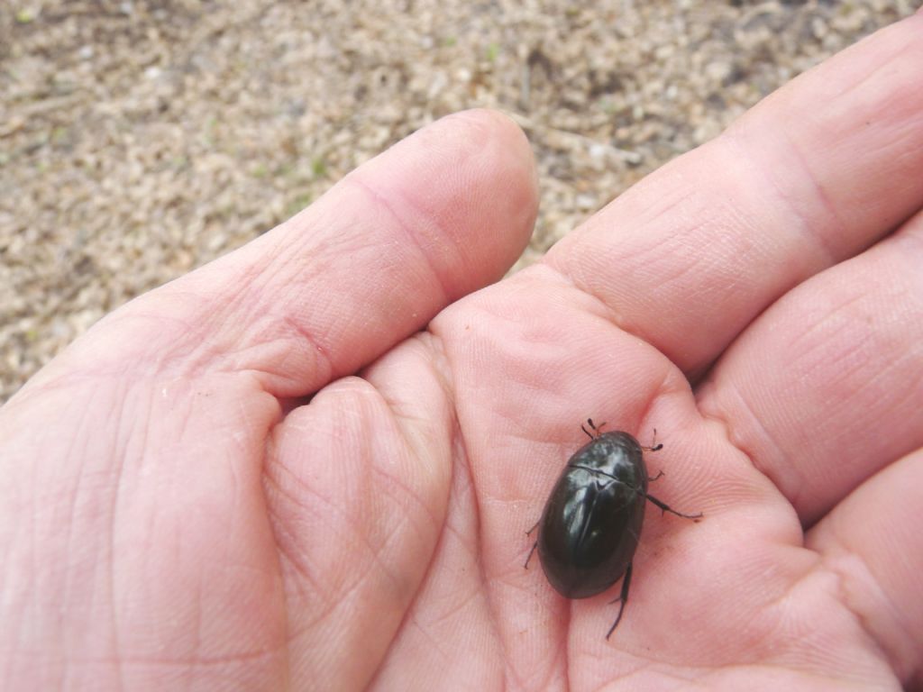 Hydrochara caraboides? No, Ditiscide con Crostaceo Isopode