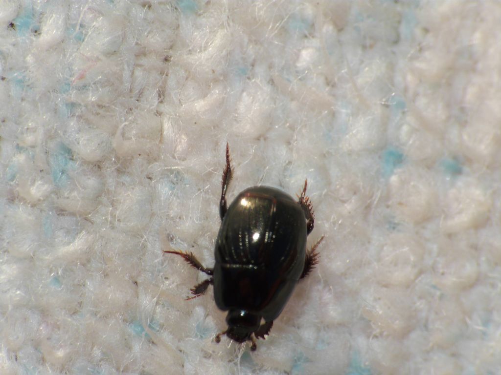 Histeridae: Margarinotus cfr. brunneus