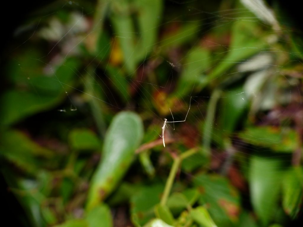 Predazione di Rhomphaea rostrata su Tetragnatha
