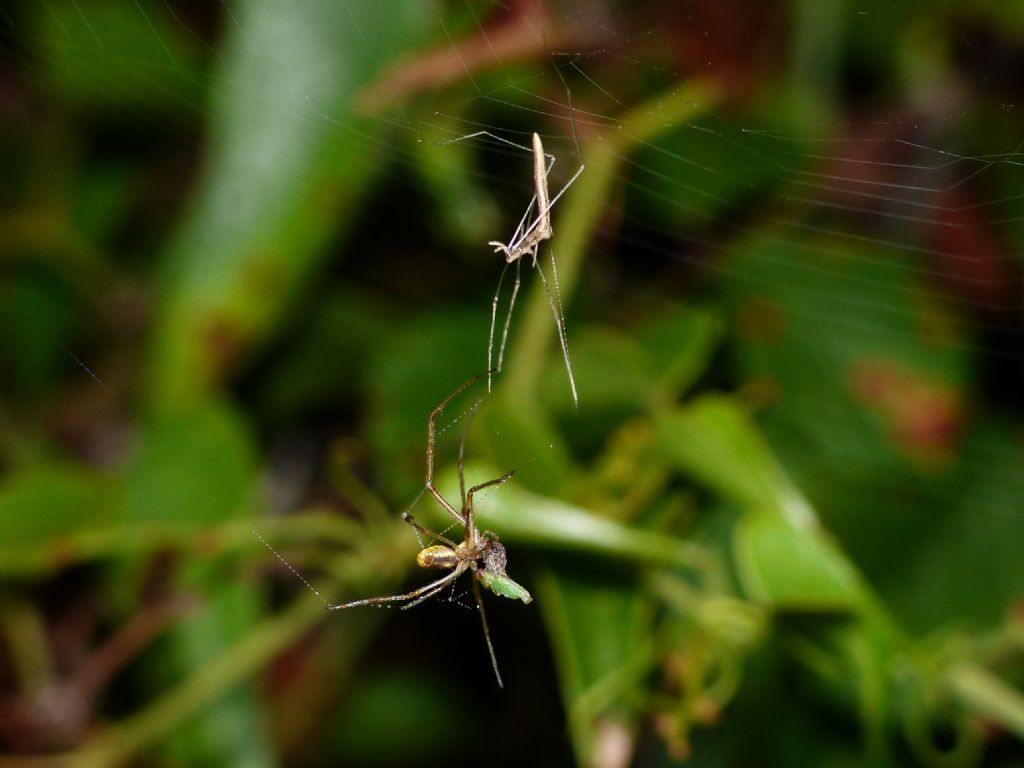 Predazione di Rhomphaea rostrata su Tetragnatha