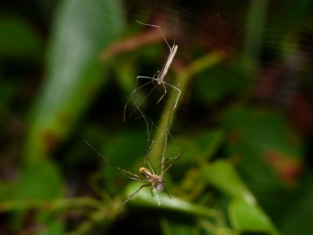 Predazione di Rhomphaea rostrata su Tetragnatha