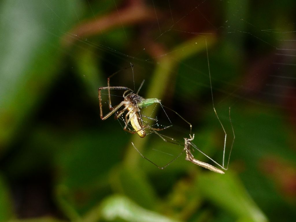 Predazione di Rhomphaea rostrata su Tetragnatha