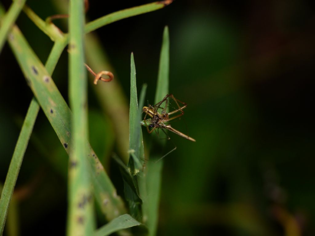 Predazione di Rhomphaea rostrata su Tetragnatha