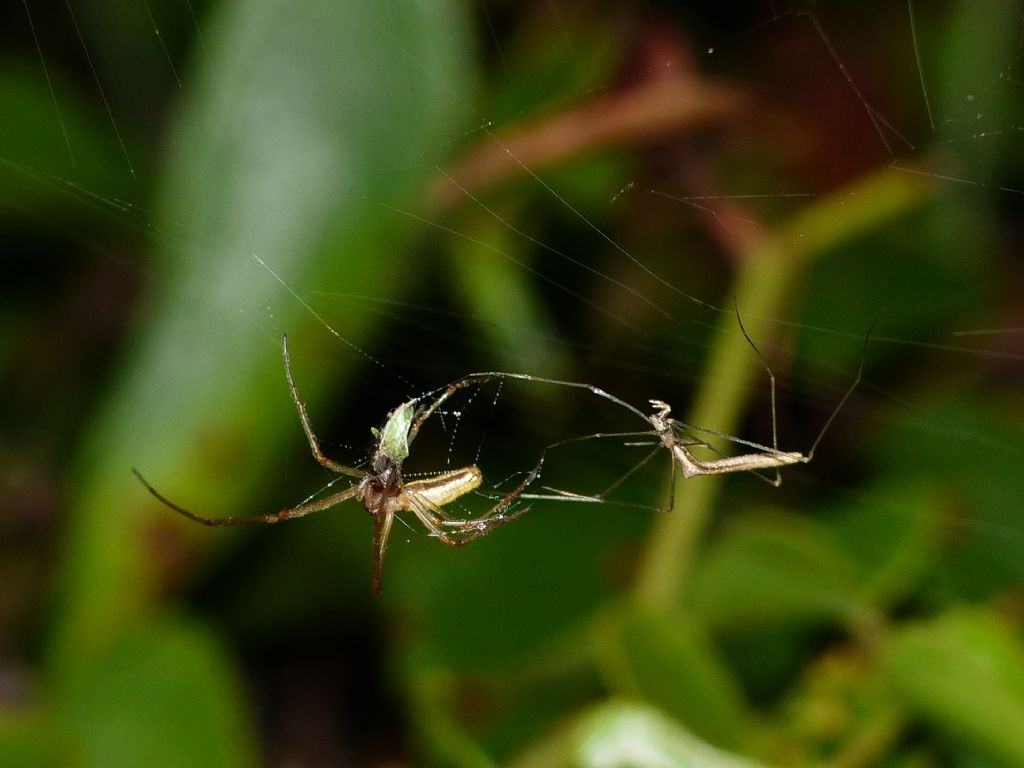 Predazione di Rhomphaea rostrata su Tetragnatha