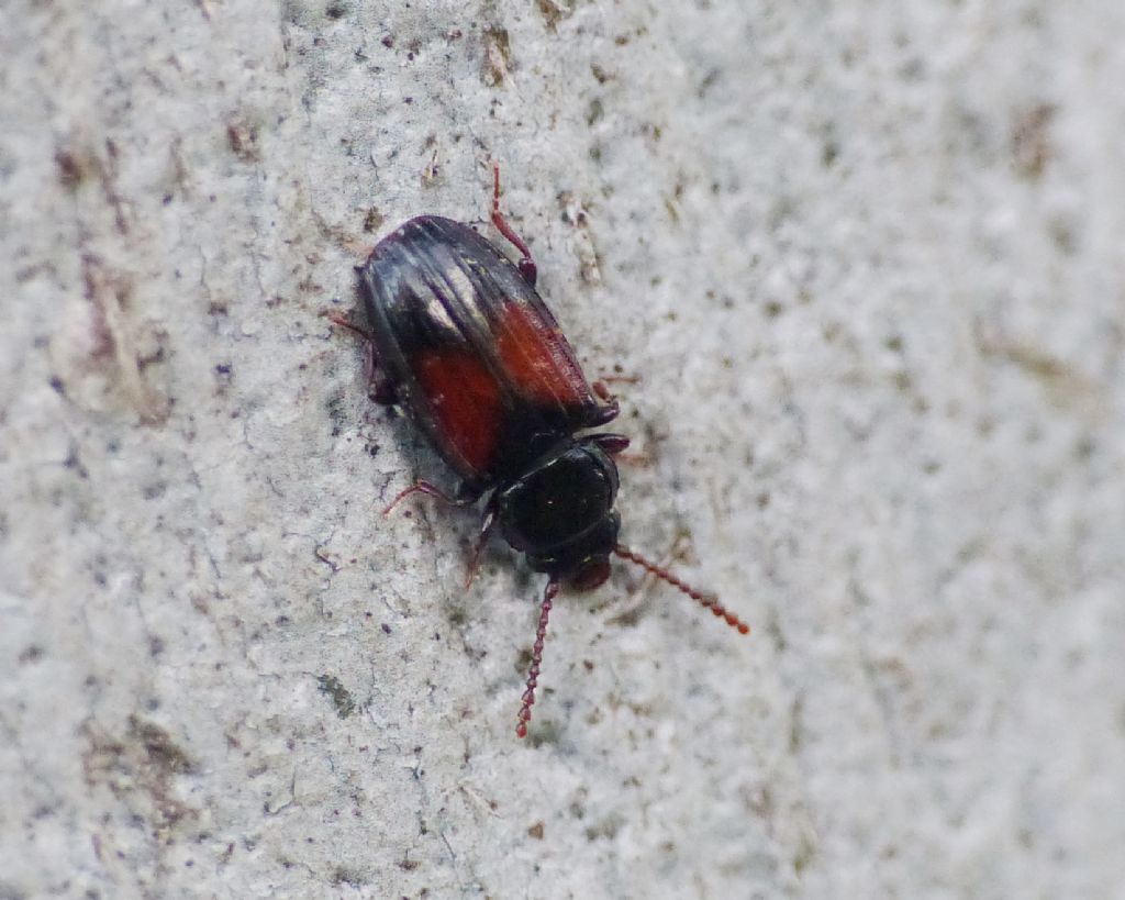 Laemophloeidae: Laemophloeus? S, L. nigricollis