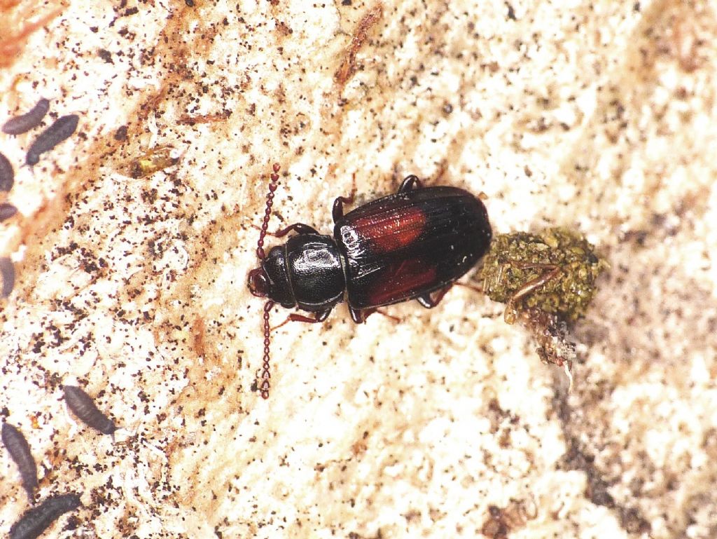 Laemophloeidae: Laemophloeus? S, L. nigricollis