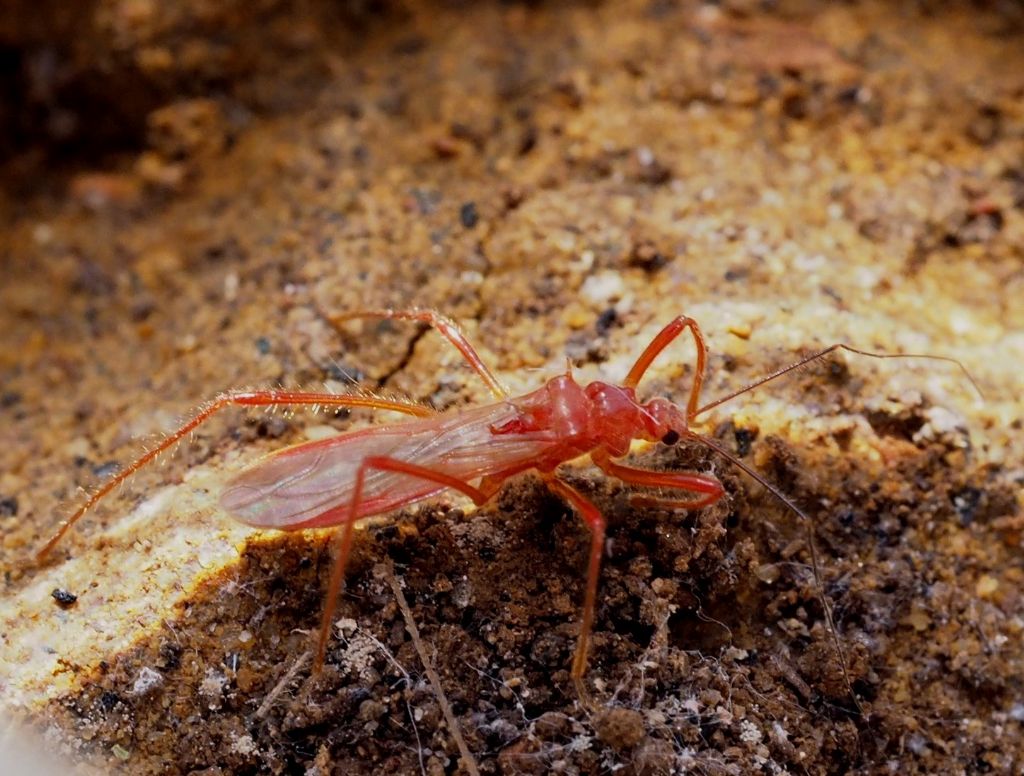 Reduviidae nuovo per N-Italia: Polytoxus sanguineus