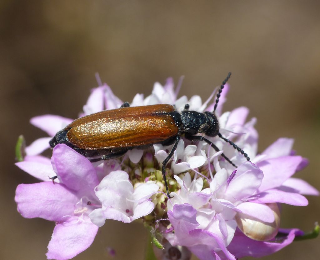 Meloidae: Lydus trimaculatus italicus (senza macule) (e Cerocoma schreberi)