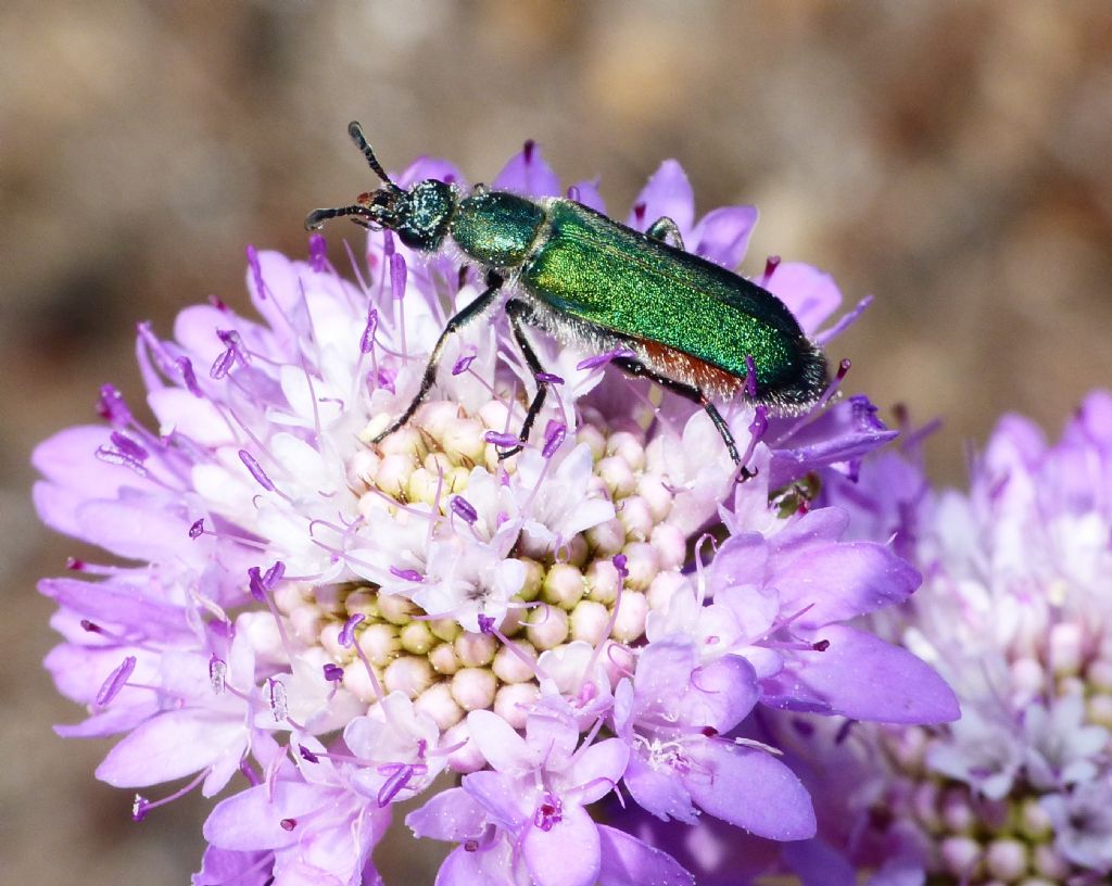 Meloidae: Lydus trimaculatus italicus (senza macule) (e Cerocoma schreberi)