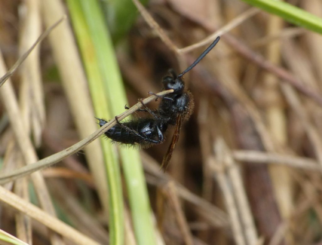 Scolia carbonaria (Scoliidae)