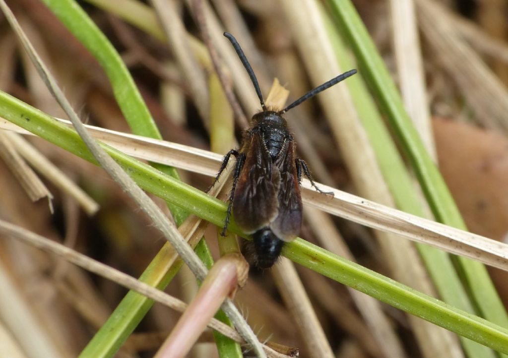 Scolia carbonaria (Scoliidae)