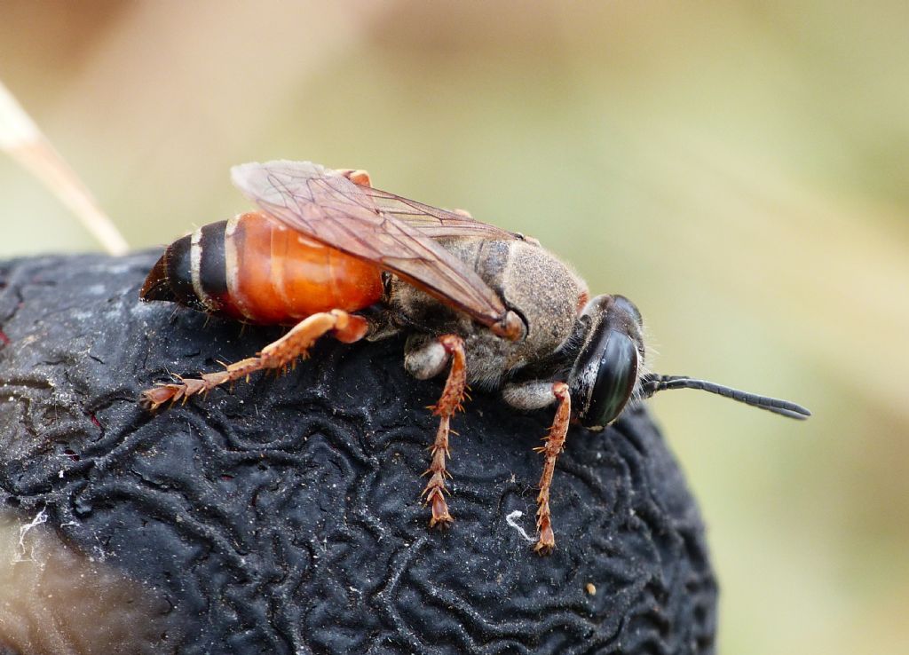 Crabronidae: femmina di Tachytes procerus