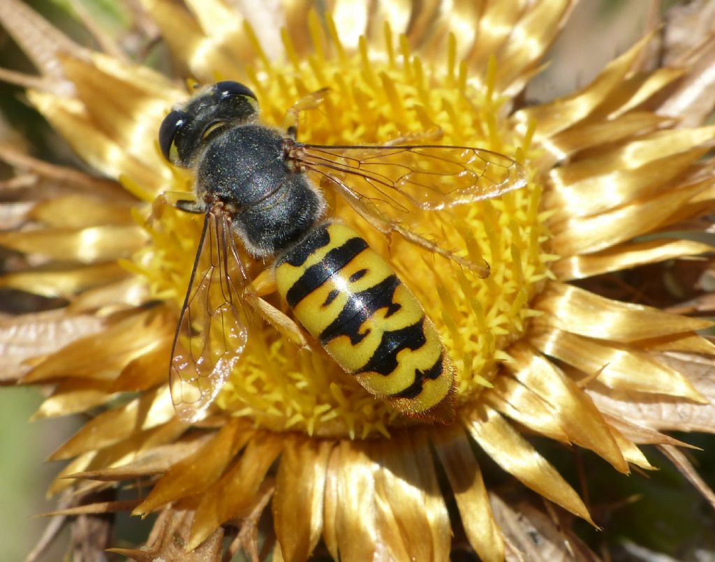 Crabronidae: Bembix insolita: maschio di Bembix geneana (forma molto gialla)