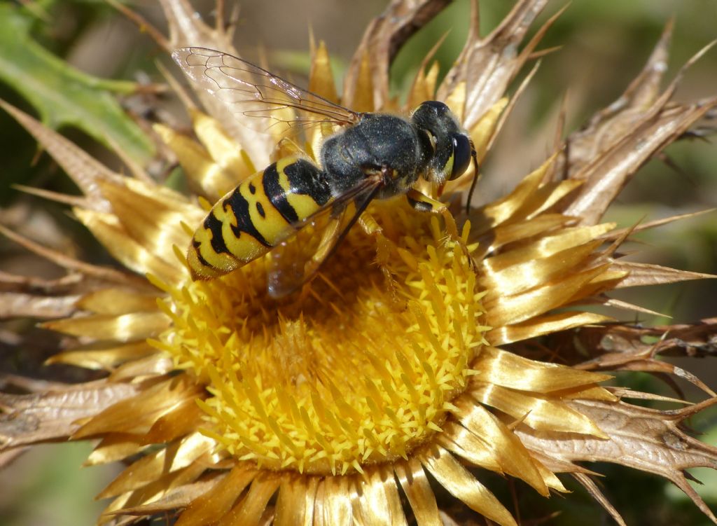 Crabronidae: Bembix insolita: maschio di Bembix geneana (forma molto gialla)