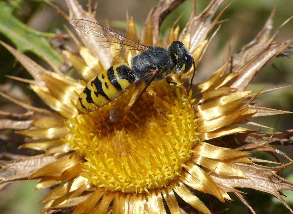 Crabronidae: Bembix insolita: maschio di Bembix geneana (forma molto gialla)