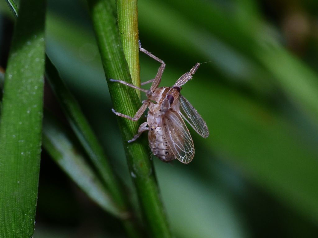 Delphacidae?