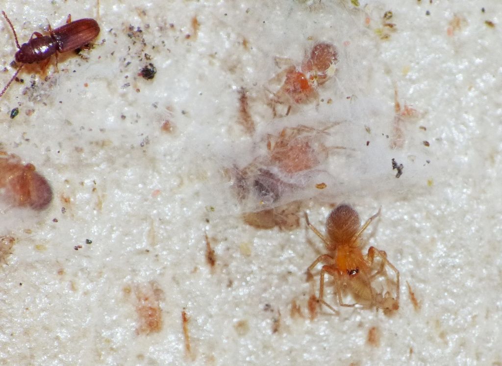 Oschestina sp. (Oonopidae) preda psocottero Liposcelis