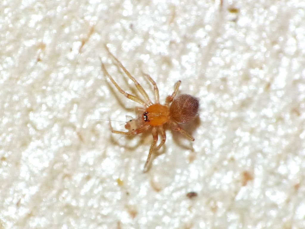Oschestina sp. (Oonopidae) preda psocottero Liposcelis