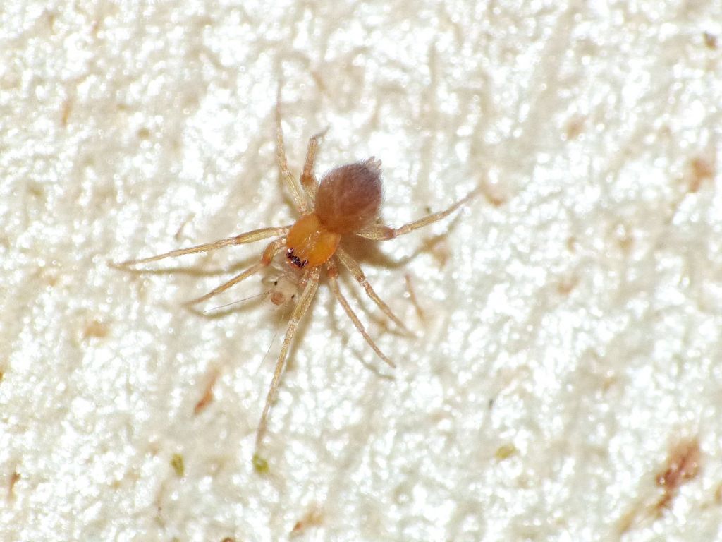 Oschestina sp. (Oonopidae) preda psocottero Liposcelis