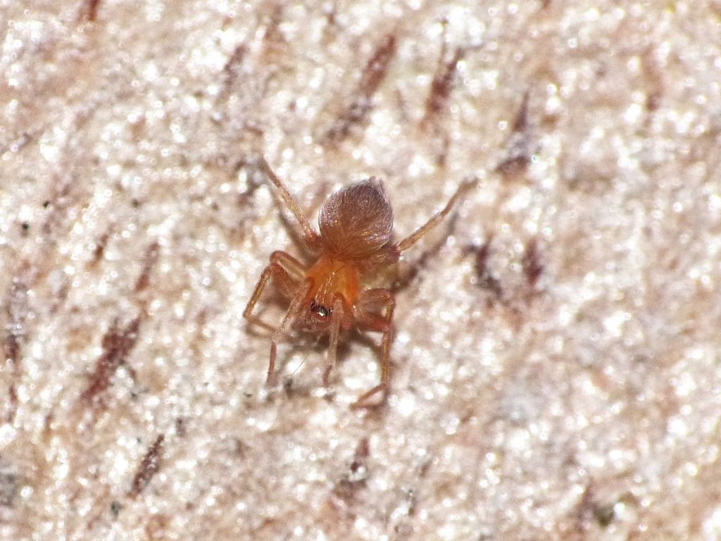 Oschestina sp. (Oonopidae) preda psocottero Liposcelis