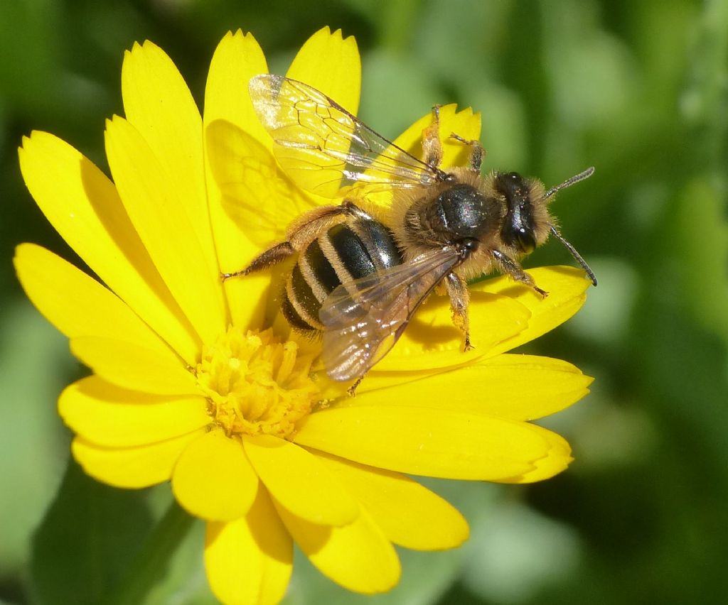 Andrena flavipes? S, cfr. ....