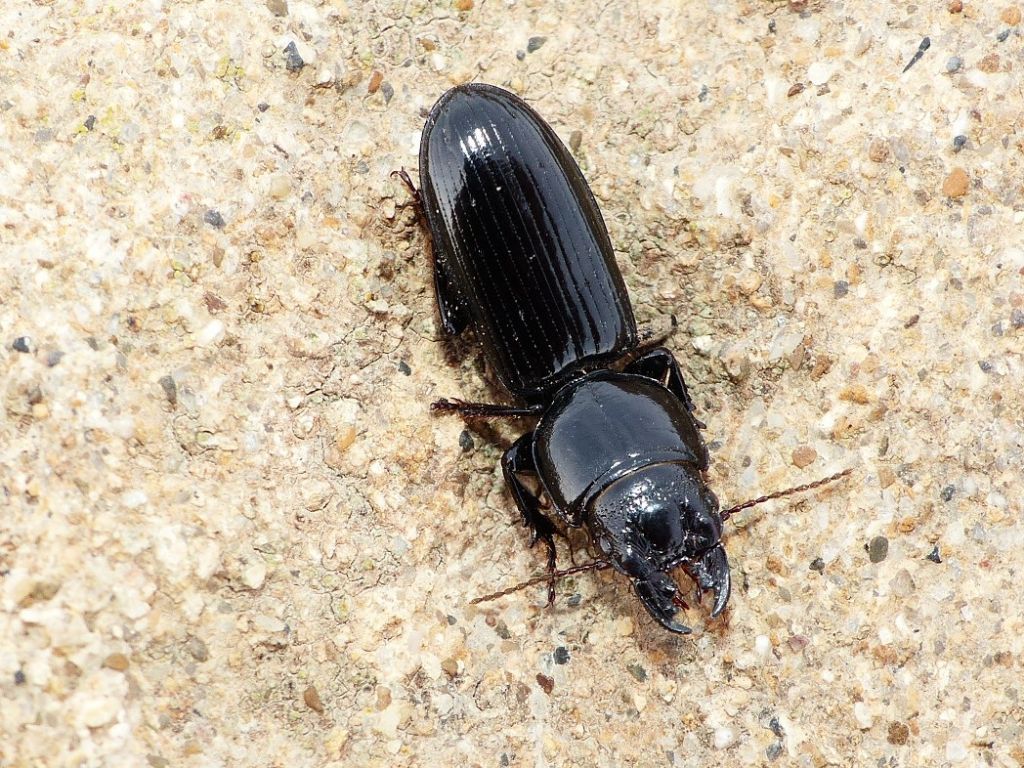 Carabidae: Distichus planus? s!