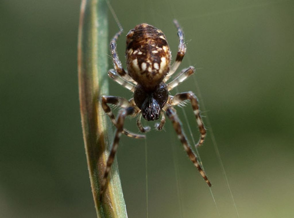 Araneidae del Giglio