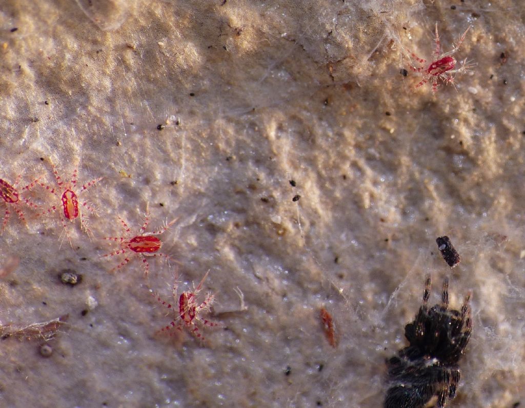 Corylophidae - Sericoderus sp. ?