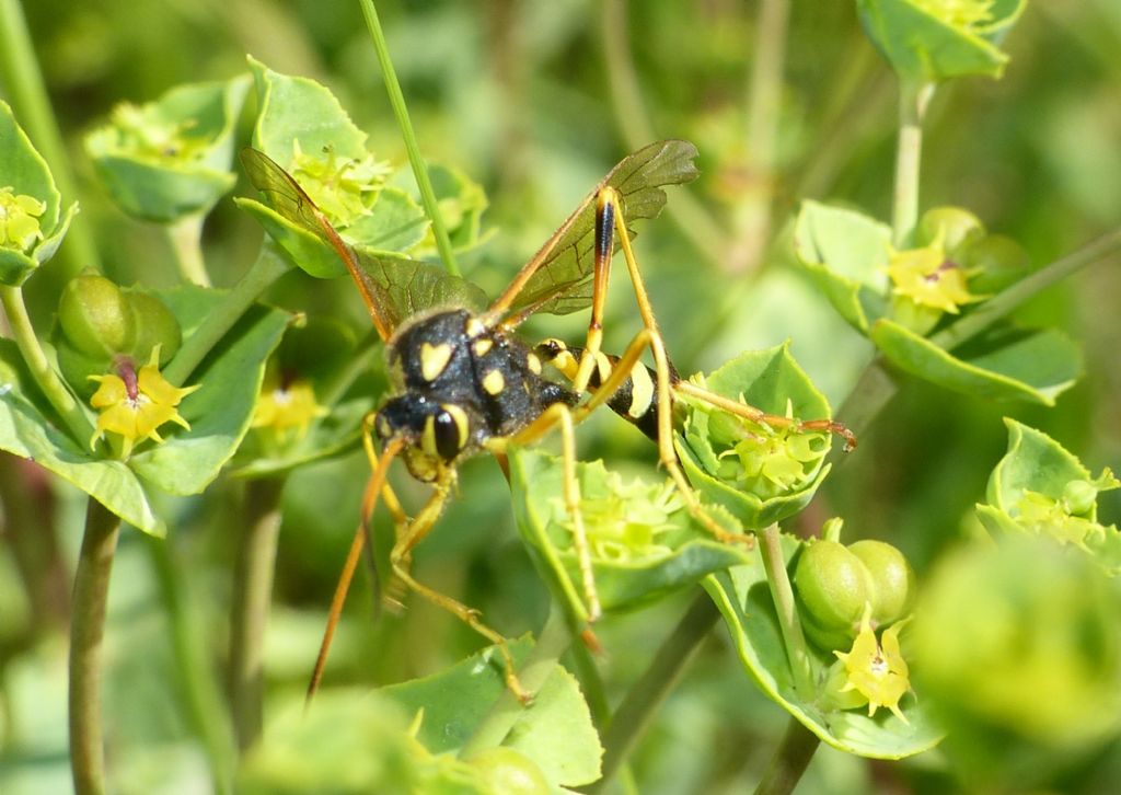 Ichneumonidae: Gravenhorstia picta