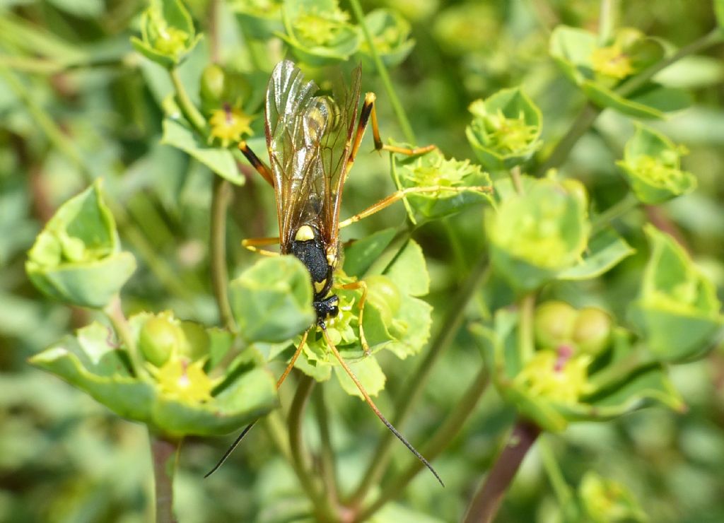 Ichneumonidae: Gravenhorstia picta