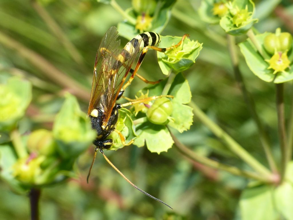 Ichneumonidae: Gravenhorstia picta